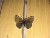 179562 – Photo : Limenitis78 – France (73)